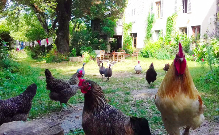 ferme+poule
